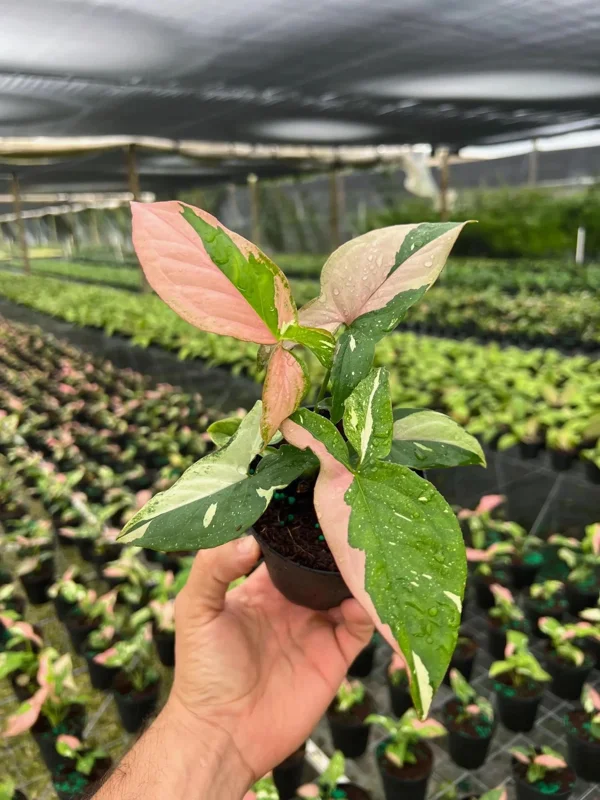 Syngonium Tricolor Arrowhead Plant - Rare Variegated Live Plant in 4" Pot - Image 4