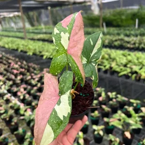 Syngonium Tricolor Arrowhead Plant - Rare Variegated Live Plant in 4