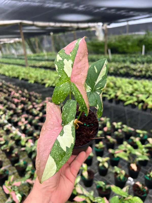 Syngonium Tricolor Arrowhead Plant - Rare Variegated Live Plant in 4" Pot - Image 5