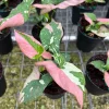 Syngonium Tricolor Arrowhead Plant - Rare Variegated Live Plant in 4" Pot - Image 1