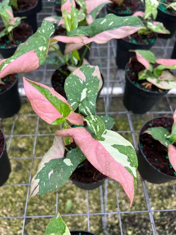 Syngonium Tricolor Arrowhead Plant - Rare Variegated Live Plant in 4" Pot - Image 1