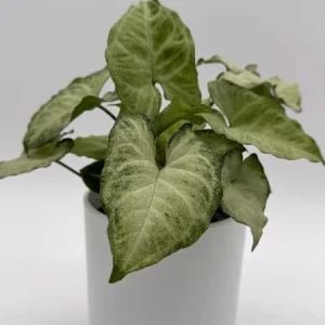 Syngonium White Butterfly Live Plant – 4 inch Pot – Indoor Houseplant - Image 2