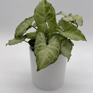 Syngonium White Butterfly Live Plant – 4 inch Pot – Indoor Houseplant - Image 3