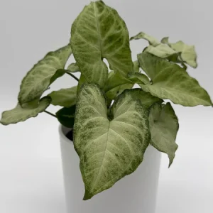 Syngonium White Butterfly Live Plant – 4 inch Pot – Indoor Houseplant - Image 4