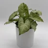 Syngonium White Butterfly Live Plant – 4 inch Pot – Indoor Houseplant - Image 1