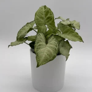 Syngonium White Butterfly Live Plant – 4 inch Pot – Indoor Houseplant - Image 1