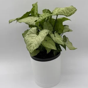 Syngonium White Butterfly Live Plant – Tropical Houseplant – 6 Inch Pot – Indoor - Image 2