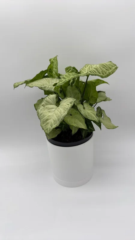 Syngonium White Butterfly Live Plant – Tropical Houseplant – 6 Inch Pot – Indoor - Image 2