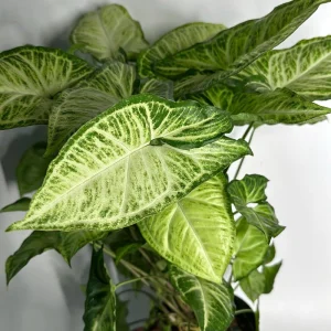 Syngonium White Butterfly Live Plant – Tropical Houseplant – 6 Inch Pot – Indoor - Image 3