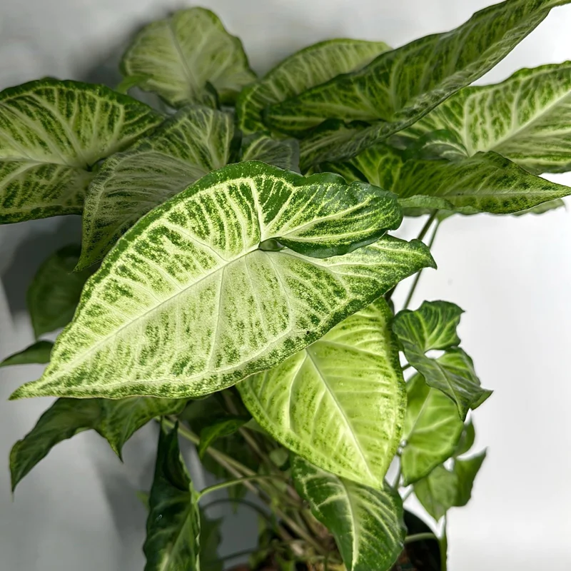 Syngonium White Butterfly Live Plant – Tropical Houseplant – 6 Inch Pot – Indoor - Image 3