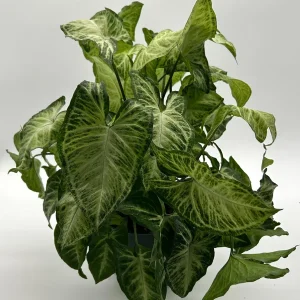 Syngonium White Butterfly Live Plant – Tropical Houseplant – 6 Inch Pot – Indoor - Image 4