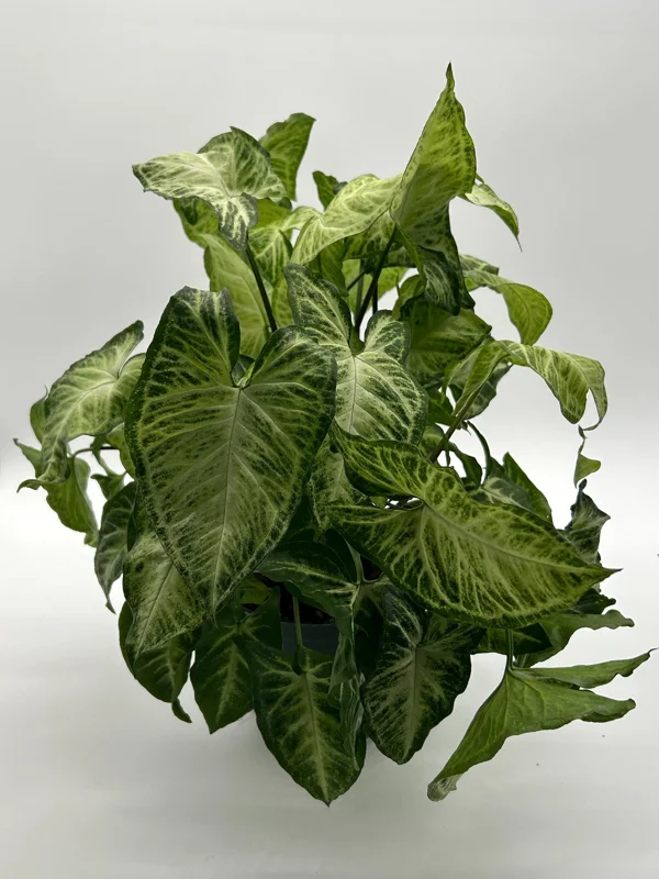 Syngonium White Butterfly Live Plant – Tropical Houseplant – 6 Inch Pot – Indoor - Image 4