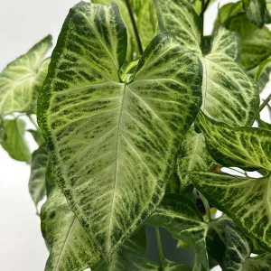 Syngonium White Butterfly Live Plant – Tropical Houseplant – 6 Inch Pot – Indoor - Image 5