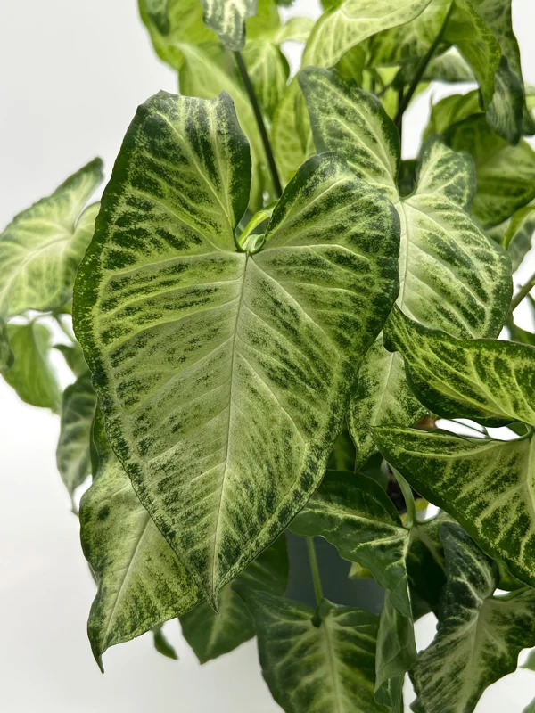 Syngonium White Butterfly Live Plant – Tropical Houseplant – 6 Inch Pot – Indoor - Image 5