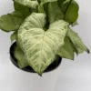Syngonium White Butterfly Live Plant – Tropical Houseplant – 6 Inch Pot – Indoor - Image 1