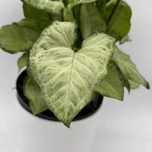 Syngonium White Butterfly Live Plant – Tropical Houseplant – 6 Inch Pot – Indoor - Image 1