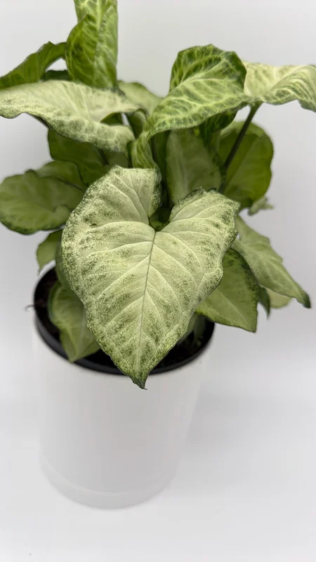 Syngonium White Butterfly Live Plant – Tropical Houseplant – 6 Inch Pot – Indoor - Image 1
