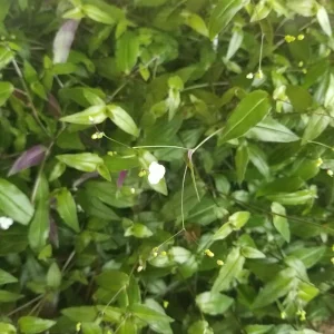 Tahitian Bridal Veil Live Plant – Gibasis Geniculata – White Blooming Hanging Basket - Image 2