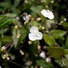 Tahitian Bridal Veil Live Plant – Gibasis Geniculata – White Blooming Hanging Basket - Image 1