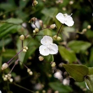 Tahitian Bridal Veil Live Plant – Gibasis Geniculata – White Blooming Hanging Basket - Image 1