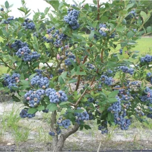 Talisman Blueberry Live Plant – Edible Fruit Bush – 5.25