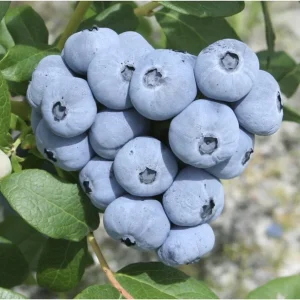 Talisman Blueberry Live Plant – Edible Fruit Bush – 5.25