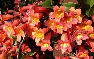 Tangerine Crossvine Live Plant 1 Gallon – Showy Orange Trumpet Flowers - Image 2