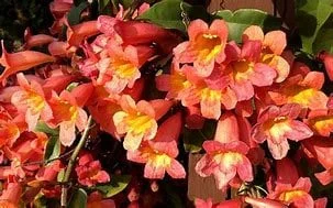 Tangerine Crossvine Live Plant 1 Gallon – Showy Orange Trumpet Flowers - Image 2