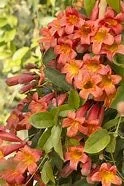 Tangerine Crossvine Live Plant 1 Gallon – Showy Orange Trumpet Flowers - Image 3