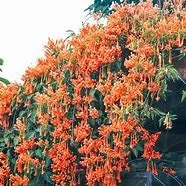 Tangerine Crossvine Live Plant 1 Gallon – Showy Orange Trumpet Flowers - Image 4