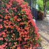 Tangerine Crossvine Live Plant 1 Gallon – Showy Orange Trumpet Flowers - Image 1