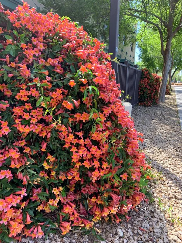 Tangerine Crossvine Live Plant 1 Gallon – Showy Orange Trumpet Flowers - Image 1