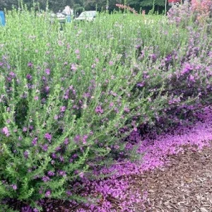 Texas Greencloud Sage Live Plant – 1 Gallon Shrub – Outdoor - Image 2
