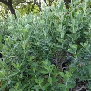 Texas Greencloud Sage Live Plant – 1 Gallon Shrub – Outdoor - Image 3