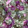 Texas Greencloud Sage Live Plant – 1 Gallon Shrub – Outdoor - Image 1