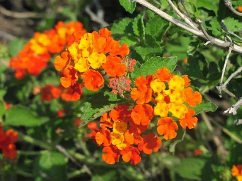 Texas Lantana Live Plant – 1 Gallon Fully Rooted – Outdoor Shrub - Image 1
