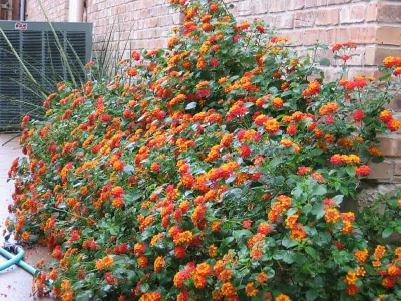 Texas Lantana Live Plant – 1 Gallon Fully Rooted – Outdoor Shrub - Image 2
