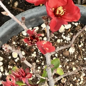 Texas Scarlet Red Quince Live Plant – 1 Gallon Bush, 6-8” Tall, Outdoor Flowering Shrub - Image 2