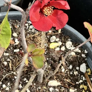 Texas Scarlet Red Quince Live Plant – 1 Gallon Bush, 6-8” Tall, Outdoor Flowering Shrub - Image 3