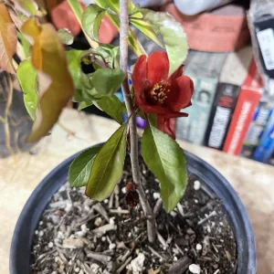 Texas Scarlet Red Quince Live Plant – 1 Gallon Bush, 6-8” Tall, Outdoor Flowering Shrub - Image 4