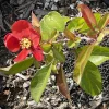 Texas Scarlet Red Quince Live Plant – 1 Gallon Bush, 6-8” Tall, Outdoor Flowering Shrub - Image 1