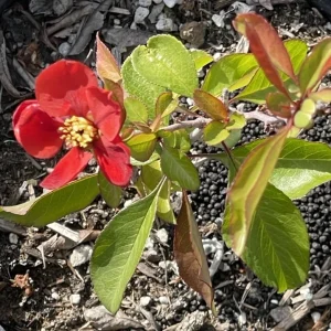 Texas Scarlet Red Quince Live Plant – 1 Gallon Bush, 6-8” Tall, Outdoor Flowering Shrub - Image 1