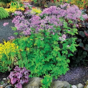 Thalictrum 'Black Stockings' Meadow Rue Live Plant - Outdoor Perennial Flower - Image 2