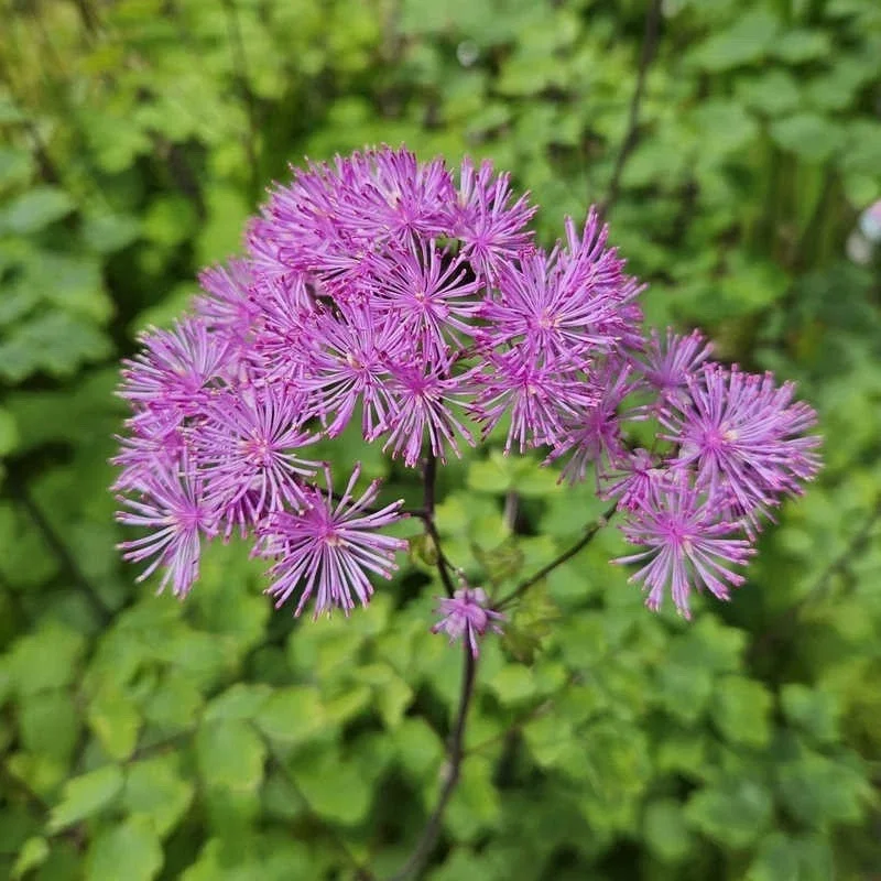 Thalictrum 'Black Stockings' Meadow Rue Live Plant - Outdoor Perennial Flower - Image 3