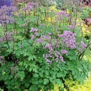 Thalictrum 'Black Stockings' Meadow Rue Live Plant - Outdoor Perennial Flower - Image 4