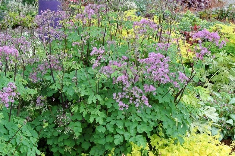 Thalictrum 'Black Stockings' Meadow Rue Live Plant - Outdoor Perennial Flower - Image 4