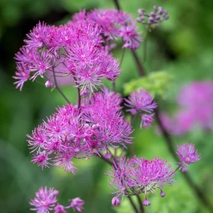 Thalictrum 'Black Stockings' Meadow Rue Live Plant - Outdoor Perennial Flower - Image 5