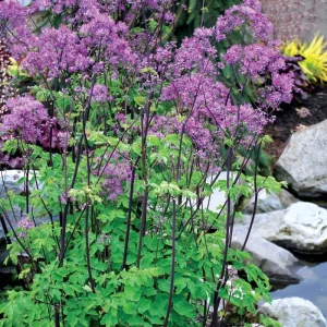 Thalictrum 'Black Stockings' Meadow Rue Live Plant - Outdoor Perennial Flower - Image 1