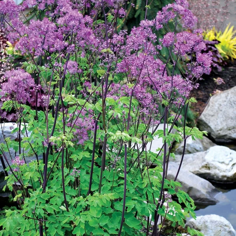 Thalictrum 'Black Stockings' Meadow Rue Live Plant - Outdoor Perennial Flower - Image 1