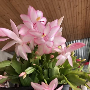 Thanksgiving Cactus Live Plant - Pink Flowers, Succulent for Hanging Basket, 4-6 Inches Tall - Image 2